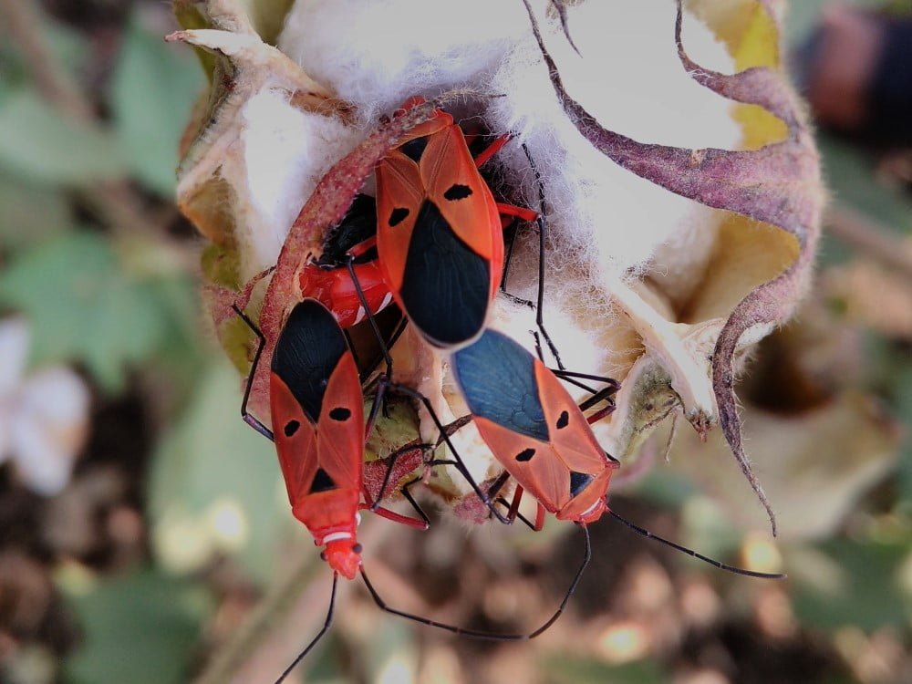 Image Gallery - Central Institute for Cotton Research