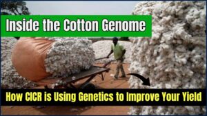 Inside the Cotton Genome