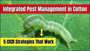 Integrated Pest Management in Cotton