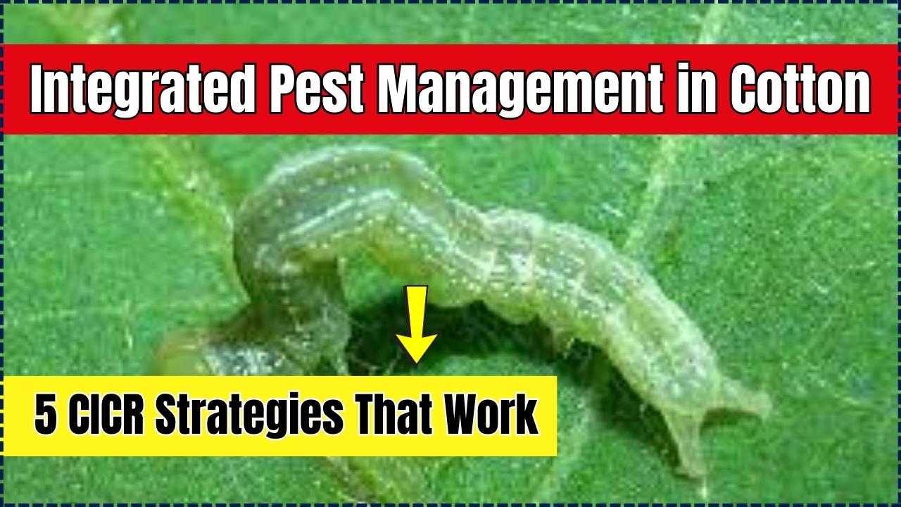 Integrated Pest Management in Cotton