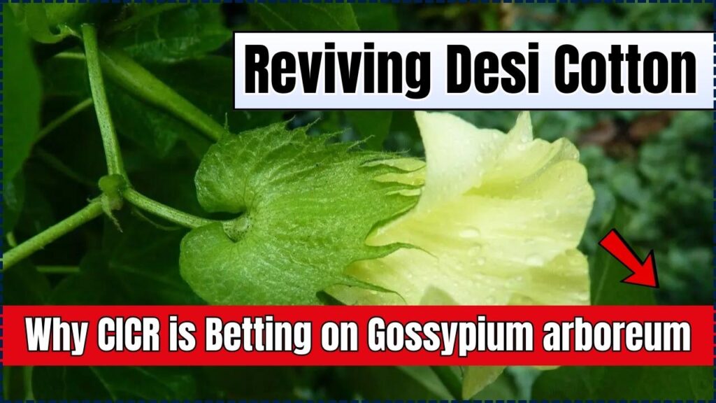 Reviving Desi Cotton