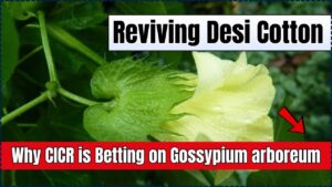 Reviving Desi Cotton