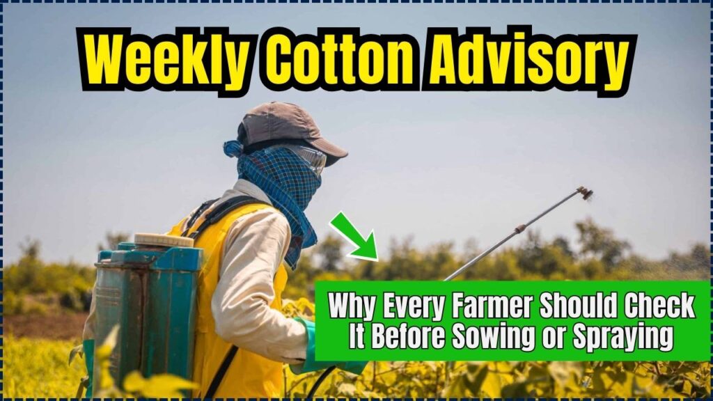 Weekly Cotton Advisory