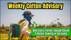 Weekly Cotton Advisory