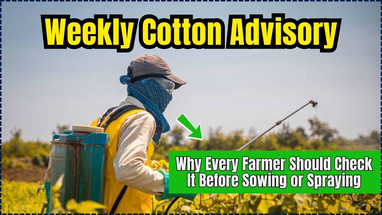 Weekly Cotton Advisory