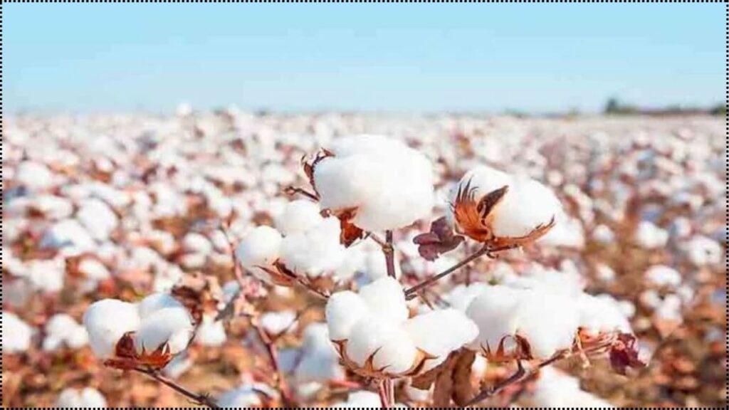 CICR’s Cotton Pest Advisory Services