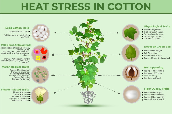 Heat Stress in Cotton