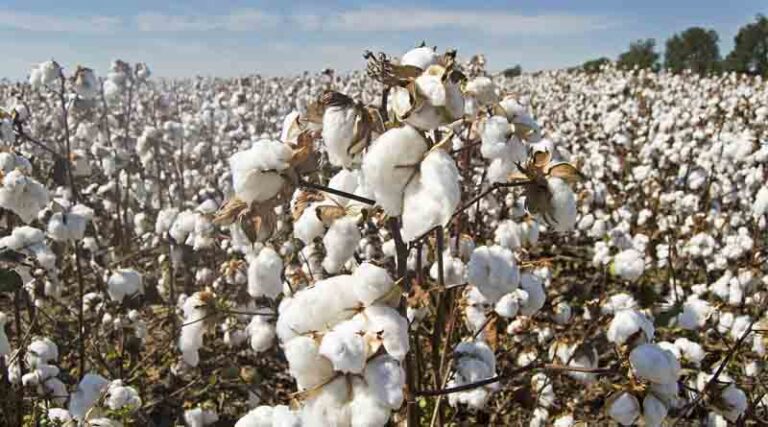 ICAR-CICR Organic Cotton