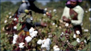New Bt Cotton Events Developed by CICR