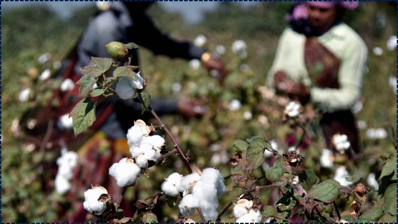 New Bt Cotton Events Developed by CICR