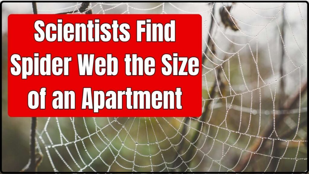 Scientists Find Spider Web the Size of an Apartment