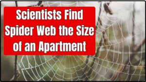 Scientists Find Spider Web the Size of an Apartment