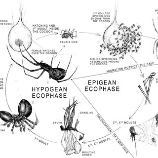 The-life-cycle-of-Meta-menardi-and-Meta-bourneti-From-Mammola-Isaia-2014-with_Q320